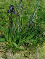 Gogh, Vincent van - The Iris